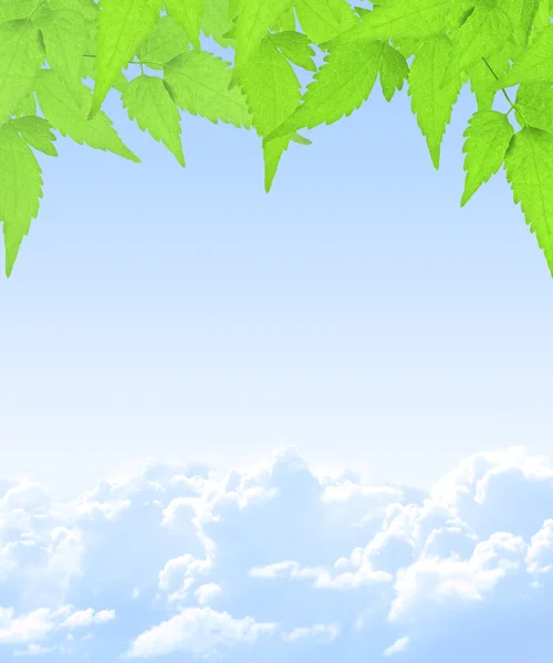Zelené listy a bílé mraky — Stock fotografie