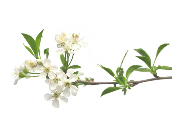 Flowers of cherry — Stock Photo, Image