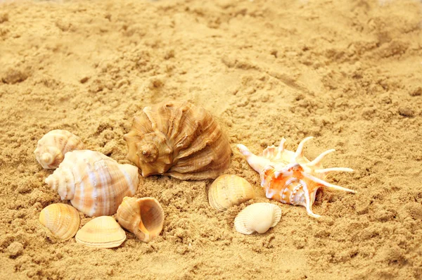 모래에 조개 — 스톡 사진