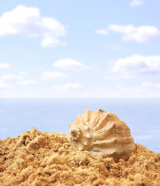 Meer und Muschel — Stockfoto
