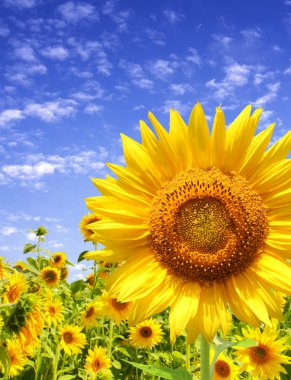 Sunflowers clipart