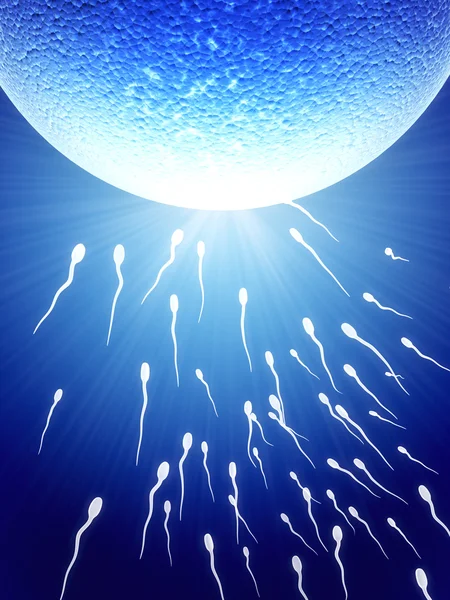 Сперматозоїди, що плавають до яйцеклітини — стокове фото