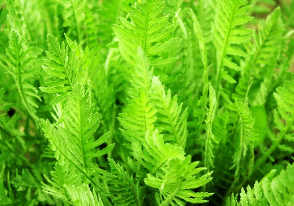 Leaves of a fern — Stock Photo, Image