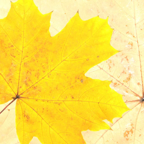 Hösten blad — Stockfoto