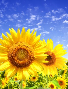 Sunflowers clipart