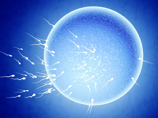 Сперматозооны, плавающие в яйцеклетку — стоковое фото