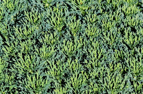 Background grass — Stock Photo, Image