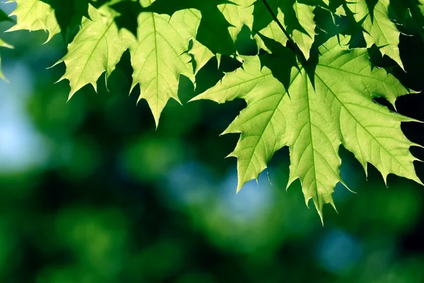 Зелений Кленовий лист — стокове фото