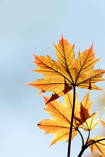 Red maple leaf — Stock Photo, Image