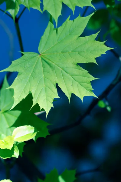 Klon zielony liść — Zdjęcie stockowe