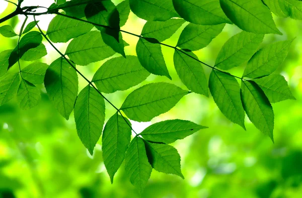 Πράσινα φύλλα — Φωτογραφία Αρχείου