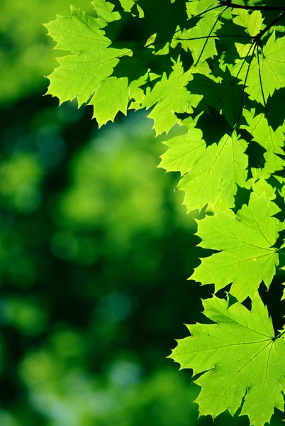 Green maple leaves — Stock Photo, Image