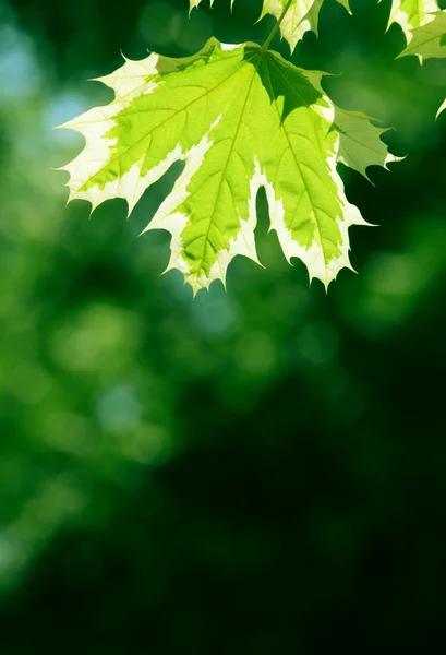 Frunze de arțar verde — Fotografie, imagine de stoc