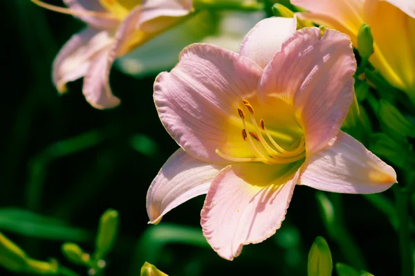 Lily amarillo —  Fotos de Stock