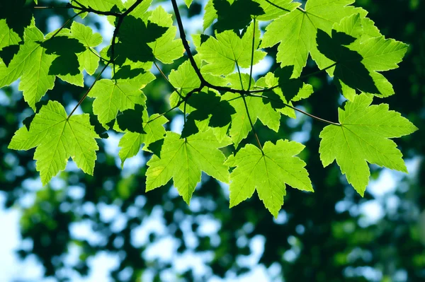녹색 단풍 잎 — 스톡 사진