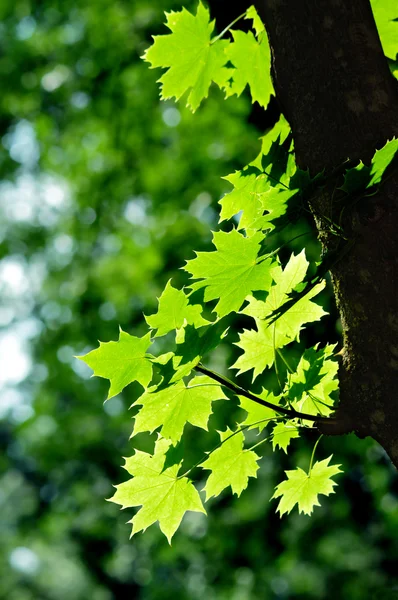 Groene esdoorn bladeren — Stockfoto
