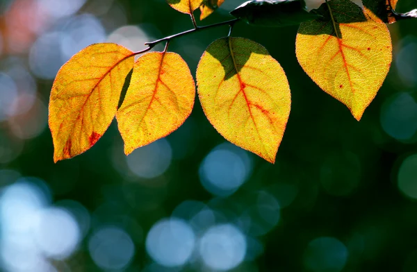 stock image Red leaves