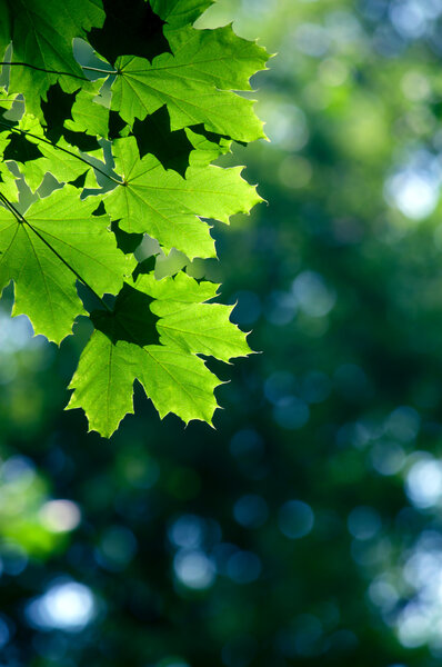 Green maple leaves in city park in the spring afternoon