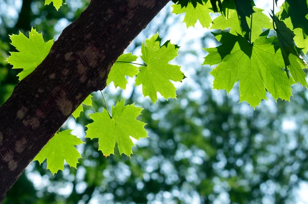 Green maple leaves Royalty Free Stock Photos