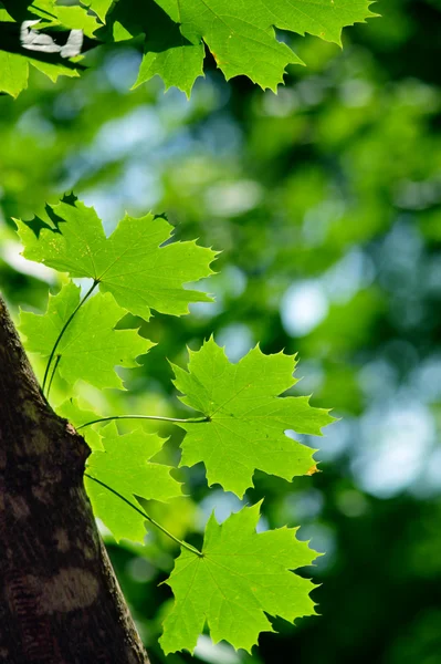 Зелений Кленовий листя Ліцензійні Стокові Фото