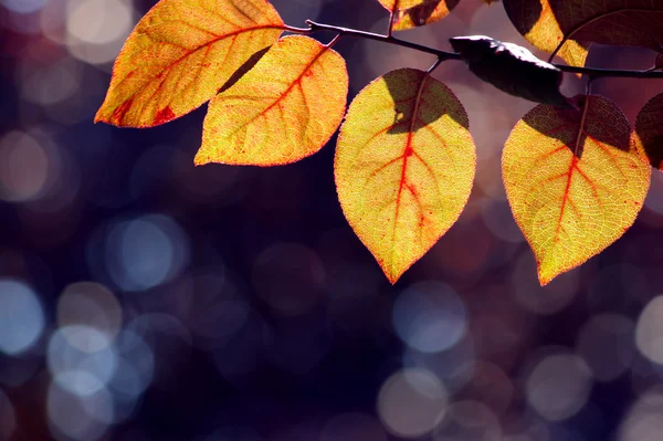 Червоне листя Стокове Фото