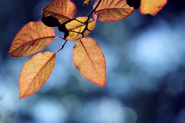 stock image Red leaves in city park in the spring afternoon