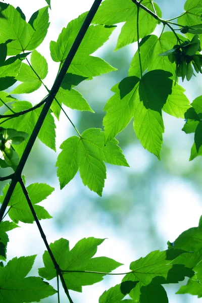 Grüne Ahornblätter — Stockfoto