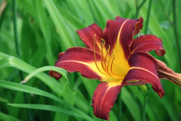 Stock image Lily red