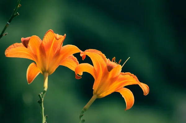 stock image Lily red