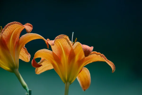 Stock image Lily red