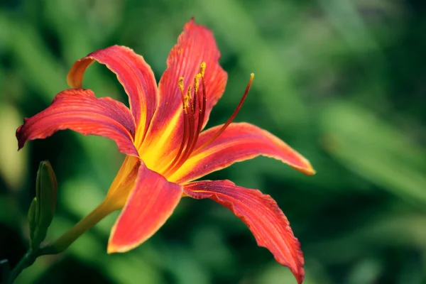 stock image Lily red