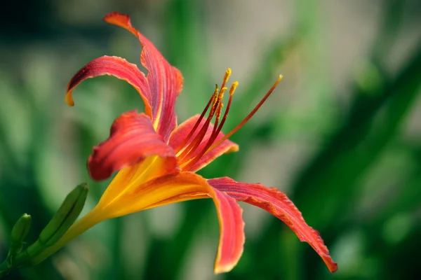 stock image Lily red