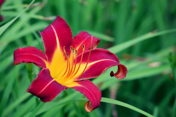 Stock image Lily red