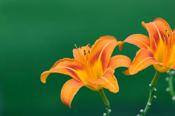 stock image Lily red