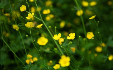 Bloossoming yellow buttercups in green grass clipart