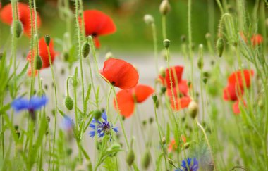 Beautiful blossoming poppies and cornflowers clipart