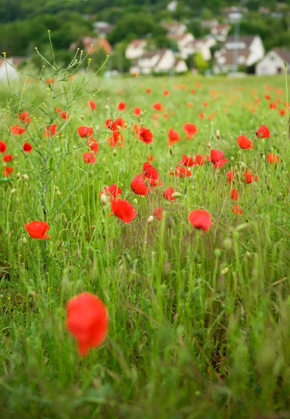 stock image French countryside with beautiful blossoming poppies