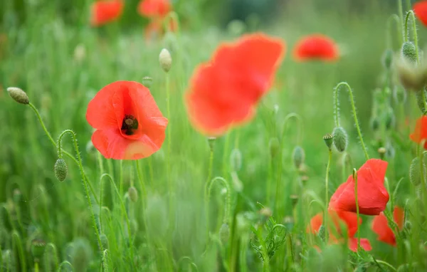 stock image Beautiful blossoming poppies