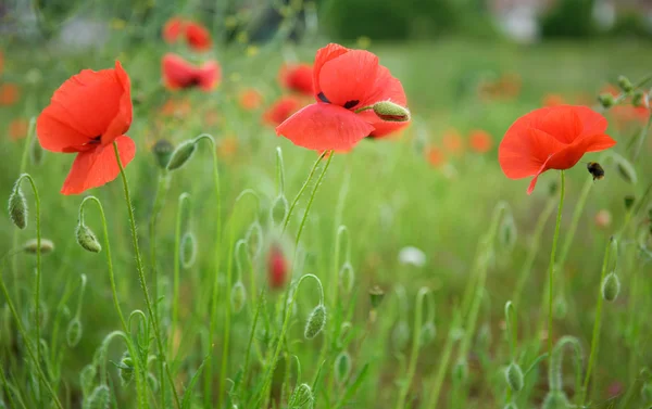 stock image Beautiful blossoming poppies