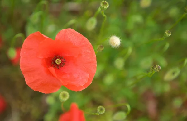 stock image Beautiful blossoming poppies