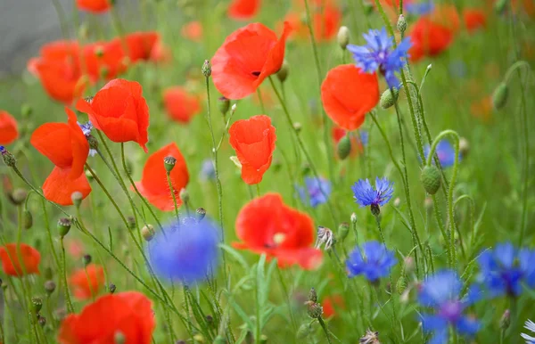 Beautiful blossoming poppies and cornflowers — Stock Photo, Image