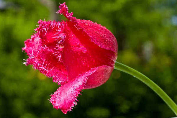 Tulip on green grass. macro — Stock Photo, Image