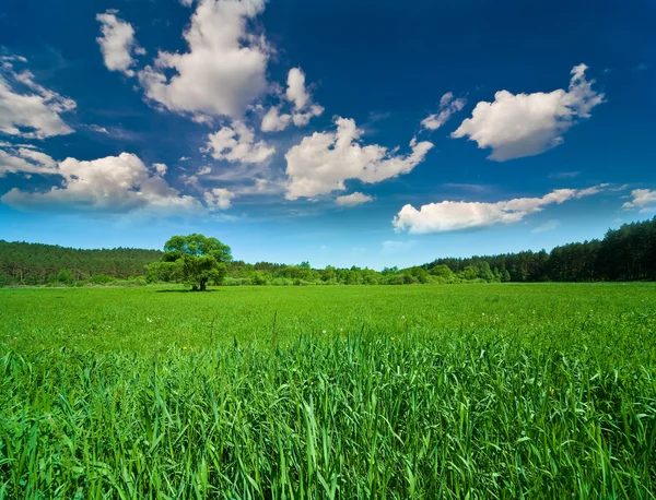Небо с облаками и зеленым полем — стоковое фото