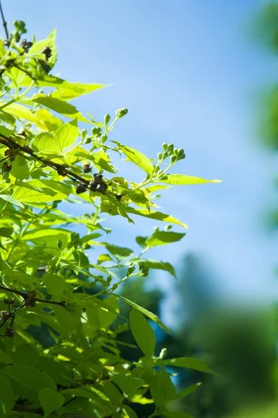 Листья дерева — стоковое фото