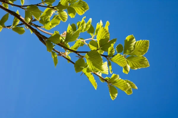 Листья дерева — стоковое фото