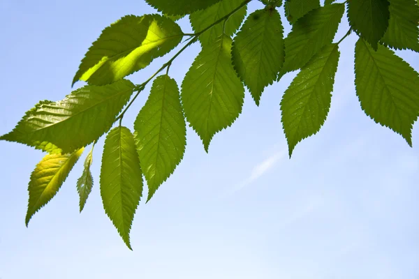 나무의 잎 — 스톡 사진