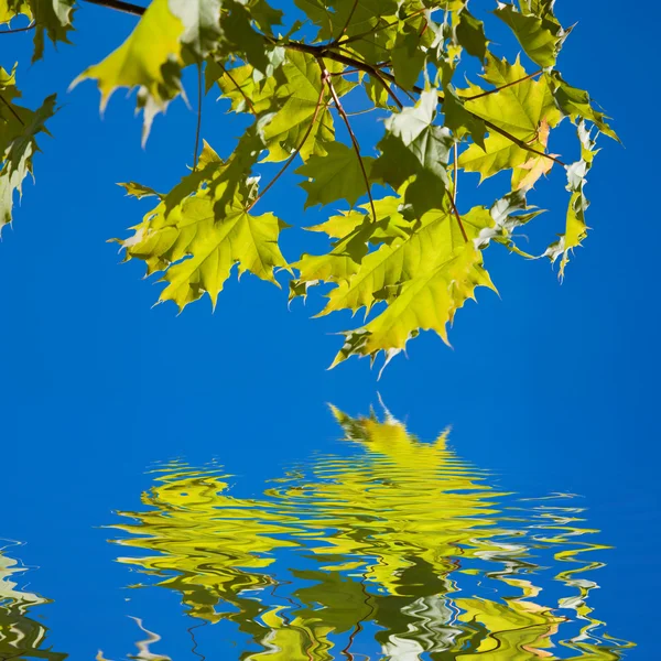 장식 소나무 — 스톡 사진