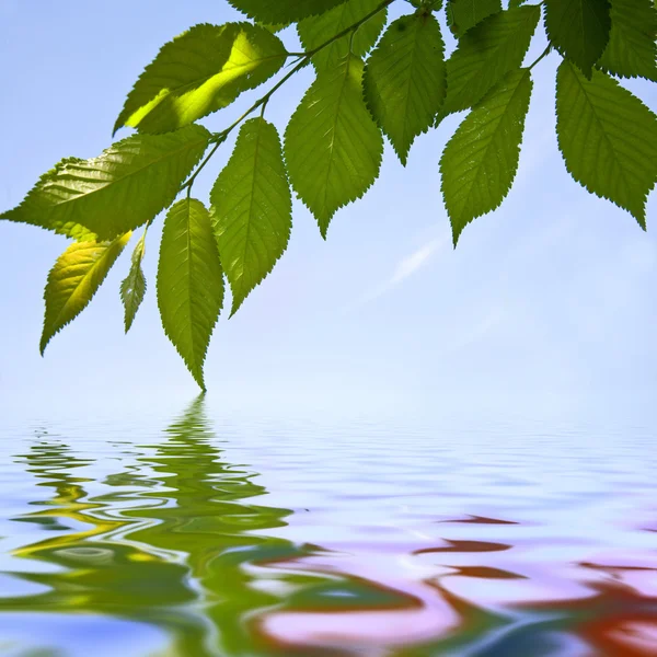 Листья дерева Лицензионные Стоковые Фото