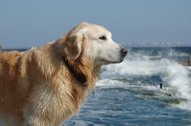 Golden retriever köpek Yüzme sonra