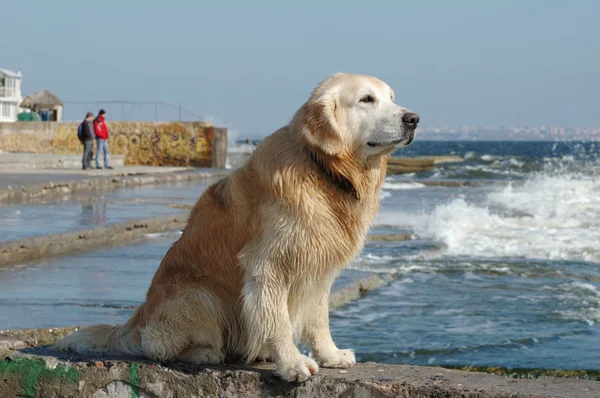 Golden retriever perro en el mar — Foto de Stock